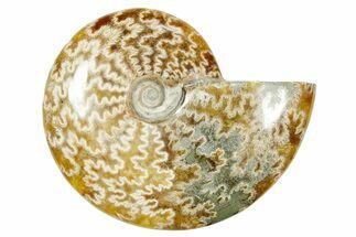 Polished Ammonite (Cleoniceras) Fossil - Madagascar #365073