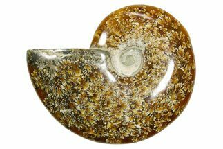 Polished Ammonite (Cleoniceras) Fossil - Madagascar #365077
