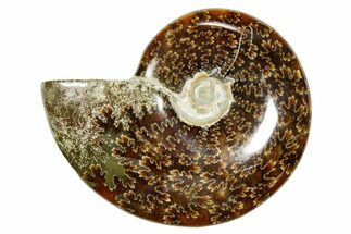 Polished Ammonite (Cleoniceras) Fossil - Madagascar #365082