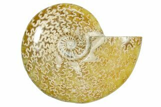Polished Ammonite (Cleoniceras) Fossil - Madagascar #365083