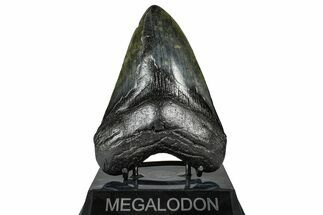 Fossil Megalodon Tooth - South Carolina #367951