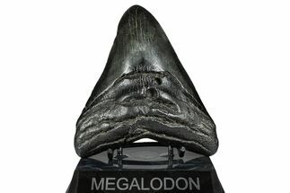 Fossil Megalodon Tooth - South Carolina #367952