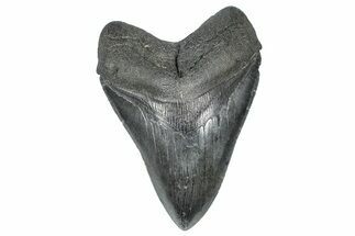 Serrated, Fossil Megalodon Tooth - South Carolina #367963