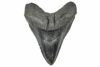 Serrated, Fossil Megalodon Tooth - South Carolina #367964