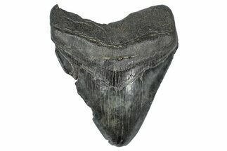 Serrated, Fossil Megalodon Tooth - South Carolina #367984