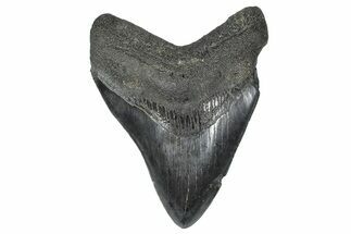Serrated, Fossil Megalodon Tooth - South Carolina #368002