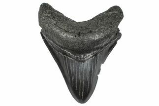 Fossil Megalodon Tooth - South Carolina #368006