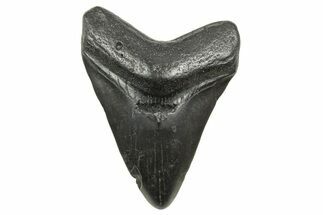 Juvenile Megalodon Tooth - South Carolina #368034