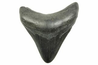 Juvenile Megalodon Tooth - South Carolina #368037
