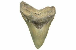 Fossil Megalodon Tooth - North Carolina #368043