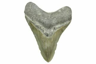 Fossil Megalodon Tooth - North Carolina #368044