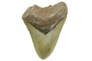 Bargain, Fossil Megalodon Tooth - North Carolina #368047