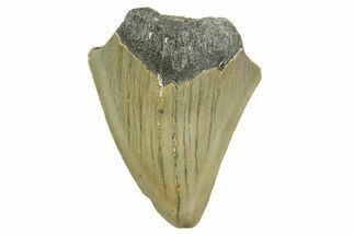 Partial, Fossil Megalodon Tooth - North Carolina #368063