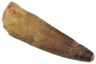 Fossil Spinosaurus Tooth - Real Dinosaur Tooth #367934