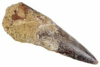 Fossil Spinosaurus Tooth - Real Dinosaur Tooth #367937