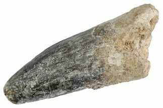 Fossil Spinosaurus Tooth - Robust Tooth #367943