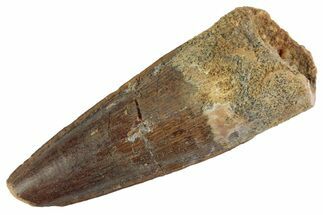 Fossil Spinosaurus Tooth - Real Dinosaur Tooth #367950