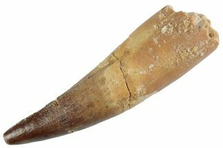 Fossil Spinosaurus Tooth - Real Dinosaur Tooth #367967