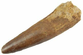 Fossil Spinosaurus Tooth - Real Dinosaur Tooth #367972