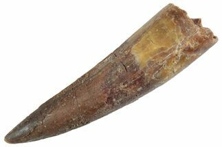 Fossil Spinosaurus Tooth - Real Dinosaur Tooth #367976