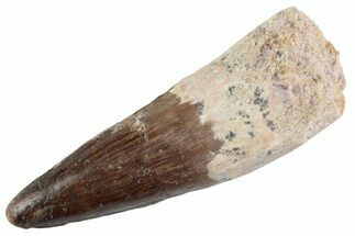 Fossil Spinosaurus Tooth - Real Dinosaur Tooth #367994