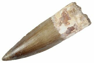 Fossil Spinosaurus Tooth - Real Dinosaur Tooth #368000