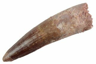 Fossil Spinosaurus Tooth - Restored Tip #368008