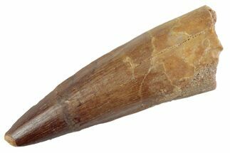 Fossil Spinosaurus Tooth - Feeding Worn Tooth #368013