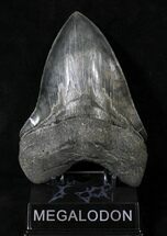 Top Quality Megalodon Tooth - Razor Sharp #19458