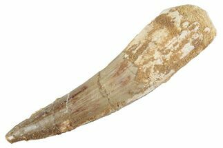 Fossil Spinosaurus Tooth - Real Dinosaur Tooth #368019