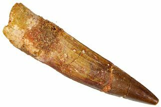 Fossil Spinosaurus Tooth - Real Dinosaur Tooth #368148