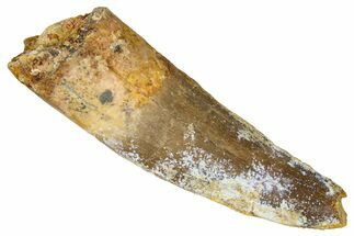 Bargain, Fossil Spinosaurus Tooth - Real Dinosaur Tooth #368154