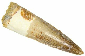 Fossil Spinosaurus Tooth - Restored Tip #368156