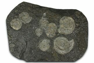 Fossil Ammonite (Dactylioceras) Cluster - Posidonia Shale, Germany #368173