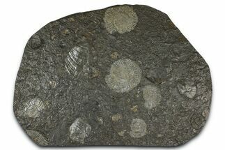 Fossil Ammonite Cluster - Posidonia Shale, Germany #368176