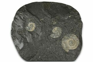 Fossil Ammonite Cluster - Posidonia Shale, Germany #368177