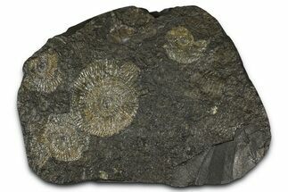 Fossil Ammonite Cluster - Posidonia Shale, Germany #368184