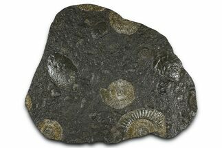 Fossil Ammonite (Dactylioceras) Cluster - Posidonia Shale, Germany #368185