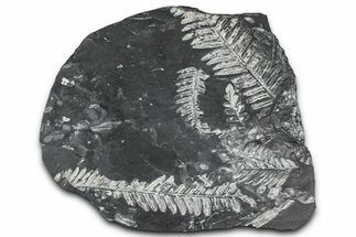 Fossil Seed Fern (Alethopteris & Pecopteris) Plate - Pennsylvania #368189