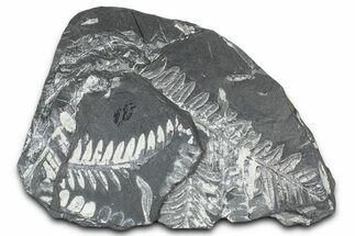 Fossil Seed Fern (Alethopteris & Pecopteris) Plate - Pennsylvania #368191