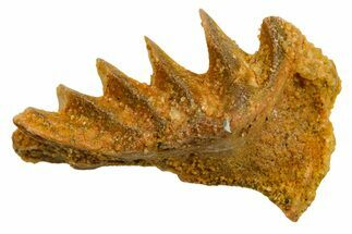 Cretaceous Lungfish (Ceratodus) Tooth Plate - Morocco #366739