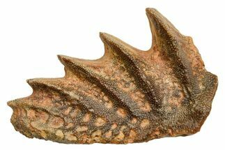 Cretaceous Lungfish (Ceratodus) Tooth Plate - Morocco #366741