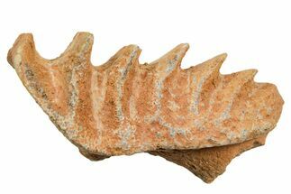 Cretaceous Lungfish (Ceratodus) Tooth Plate - Morocco #366743