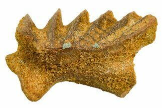 Cretaceous Lungfish (Ceratodus) Tooth Plate - Morocco #366745