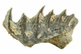 Cretaceous Lungfish (Ceratodus) Tooth Plate - Morocco #366749