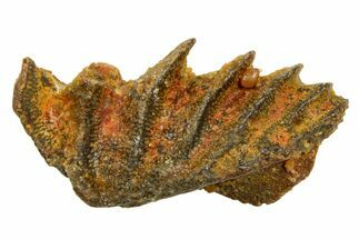 Cretaceous Lungfish (Ceratodus) Tooth Plate - Morocco #366751