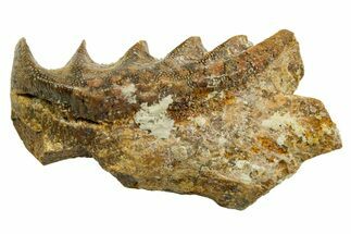 Cretaceous Lungfish (Ceratodus) Tooth Plate - Morocco #366753