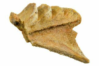 Cretaceous Lungfish (Ceratodus) Tooth Plate - Morocco #366755