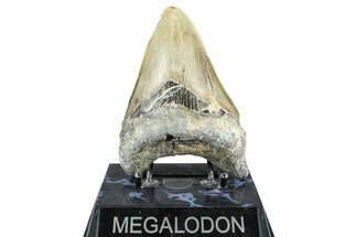 Serrated, Fossil Megalodon Tooth - North Carolina #368427