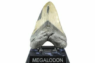 Huge, Serrated, Fossil Megalodon Tooth - North Carolina #368430
